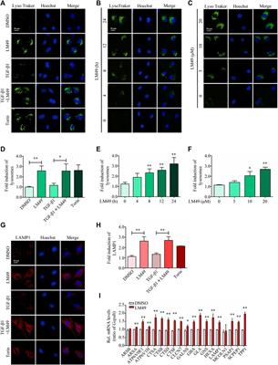 GSK3β-dependent lysosome biogenesis: An effective pathway to mitigate renal fibrosis with LM49